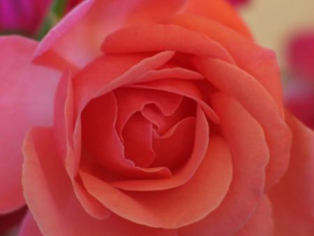 fleur